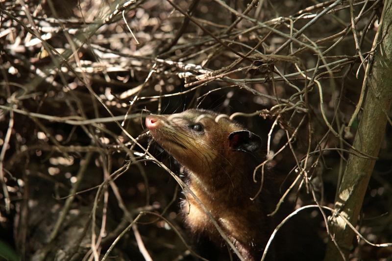 Wildlife populations plunge 73% since 1970 — WWF