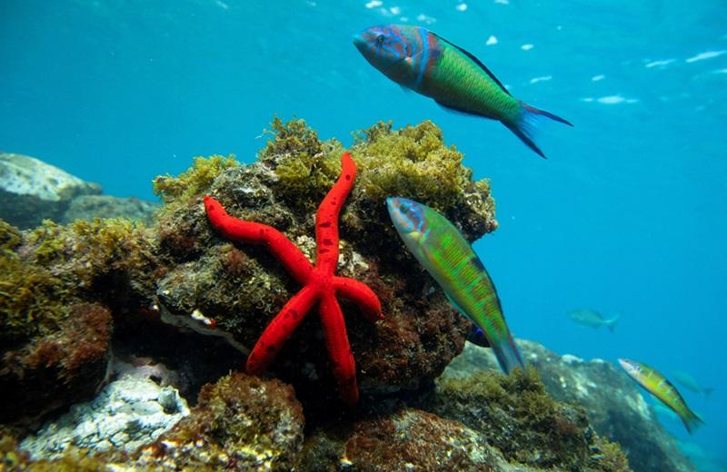 World's oceans near critical acidification level — report