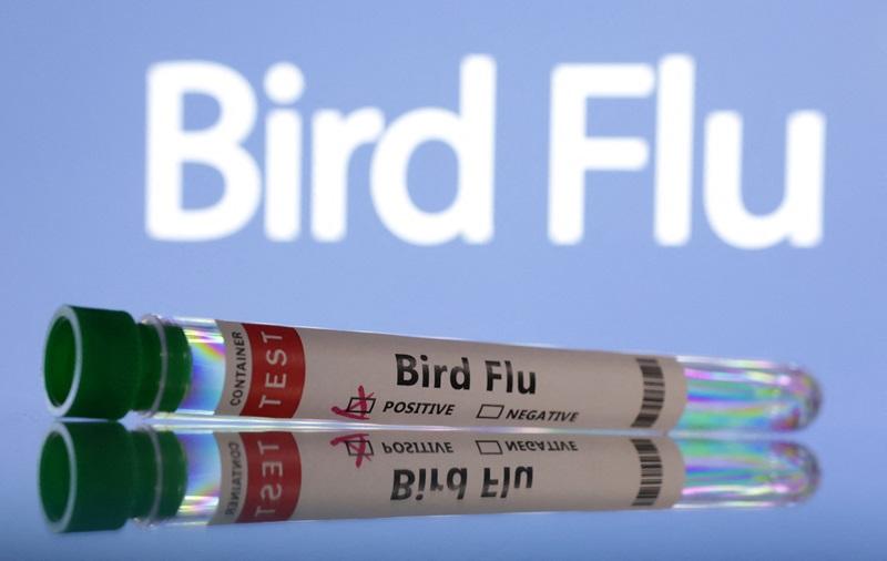 Netherlands reports first bird flu outbreak since December 2023 GMA News Online
