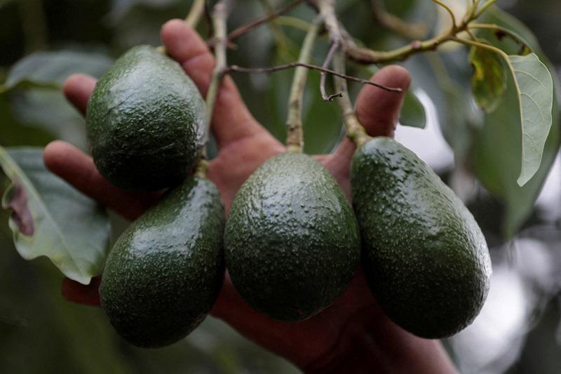 Mexico's Michoacan state launches avocado certification aimed at curbing deforestation