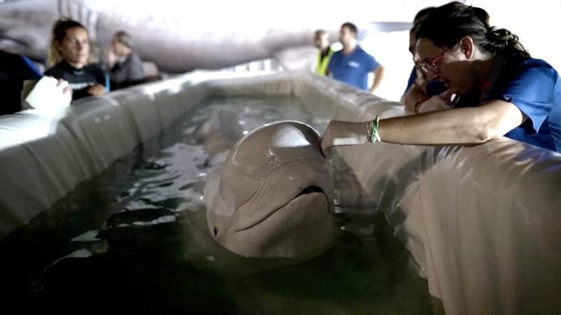 Beluga whale pair move from Ukraine's war-torn Kharkiv to Spain's Valencia