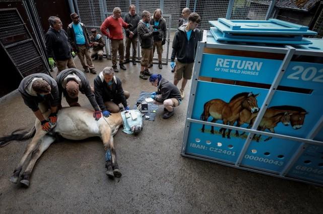 Zookeepers prepare a tranquilized Przewalski's horse at the acclimatization enclosure in the village of Dolni Dobrejov, Czech Republic, June 3, 2024. REUTERS/ David W. Cerny