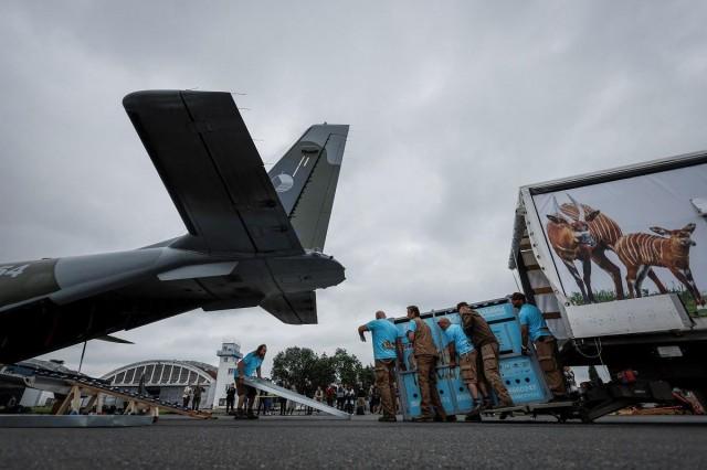 Zoo workers load a container with a Przewalski's horse onto a Czech military airplane at Kbely Airport in Prague, Czech Republic, June 3, 2024. REUTERS/ David W. Cerny