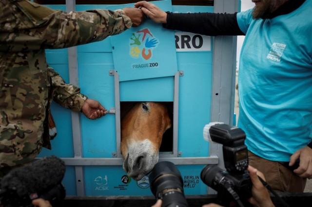 A Przewalski's horse peeps out of a container after being unloaded from the plane, at the airport near Arkalyk, Kazakhstan, June 4, 2024. REUTERS/ David W. Cerny