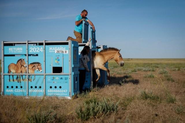 A Przewalski's horse leaves its container after being released into an acclimatization enclosure at the Alibi field station and reintroduction center, in the Altyn Dala area, Kazakhstan, June 4, 2024. REUTERS/ David W. Cerny