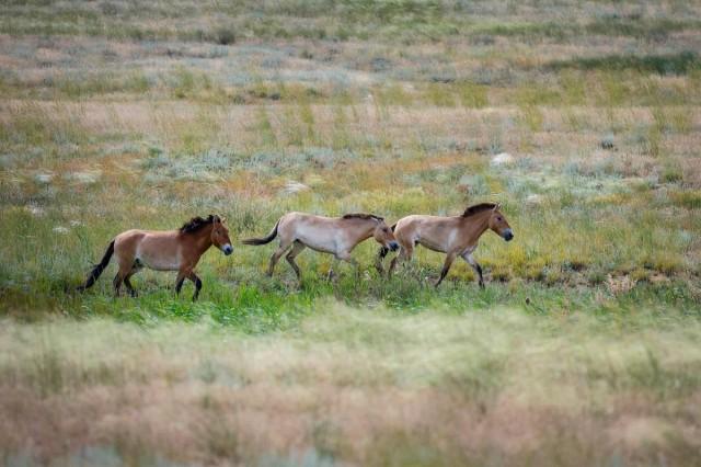 Przewalski's horses trot inside an acclimatization enclosure, at the Alibi field station and reintroduction center in Altyn Dala area, Kazakhstan, June 5, 2024. REUTERS/ David W. Cerny