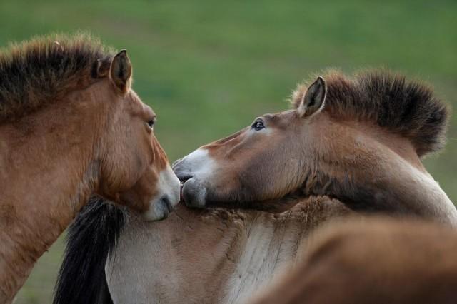 The horses will stay in an acclimatization enclosure for a year to learn to find water and food during the steppe's harsh winters. REUTERS/ David W. Cerny