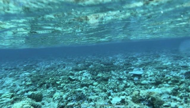 Colorful corals adorn the bottom of Escoda Shoal, but experts warn of 'massive bleaching' that could endanger the reef.