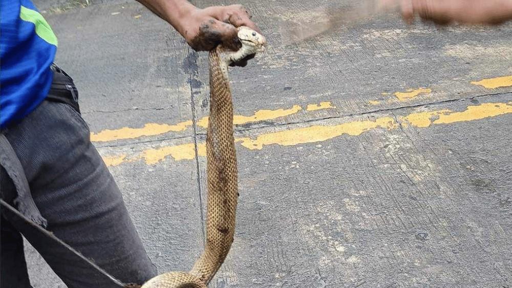 Isang Philippine Cobra na may habang 1.5 metro ang natagpuan sa bakuran ng bahay sa Barangay San Felipe, Naga City, Camarines Sur.