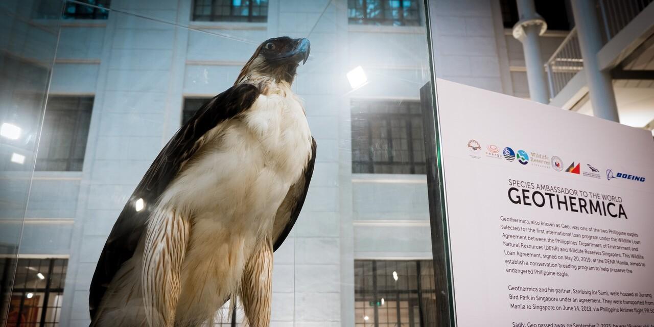 Philippine eagle Geothermica exhibit at the National Museum