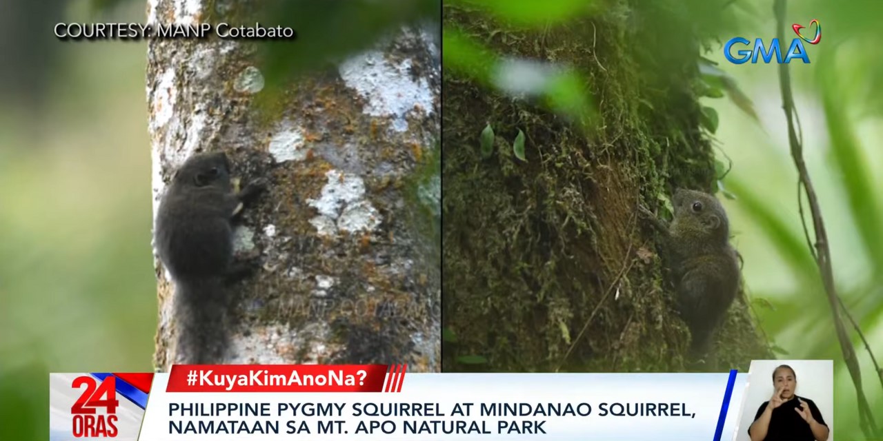 Squirrels spotted anew in Mindanao and Manila