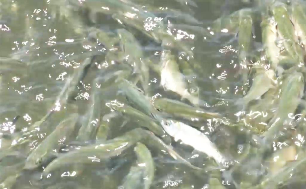 Bangus production in Mangaldan affected by high salinity of water