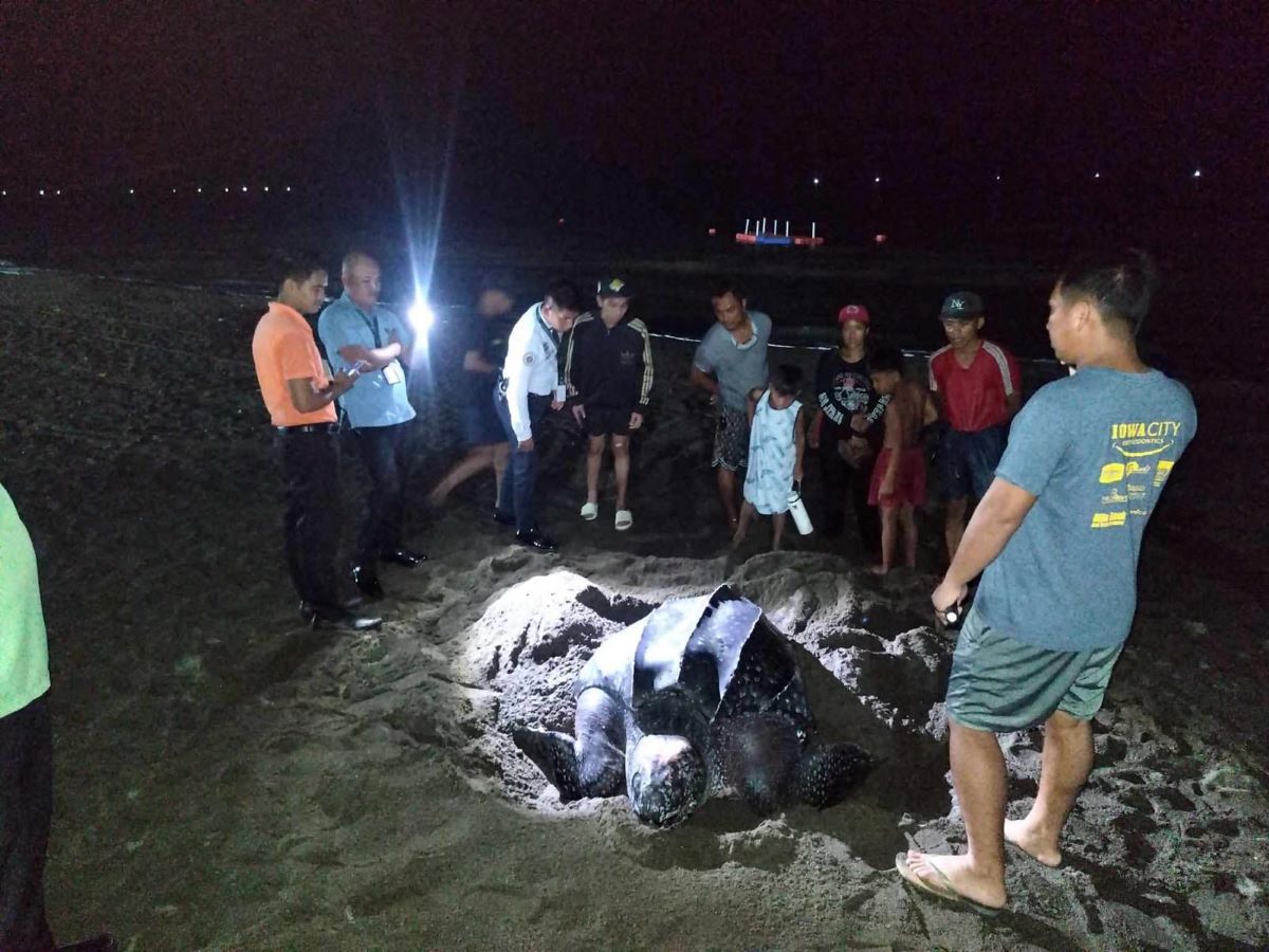 Endangered leatherback turtle spotted nesting in Cagayan 