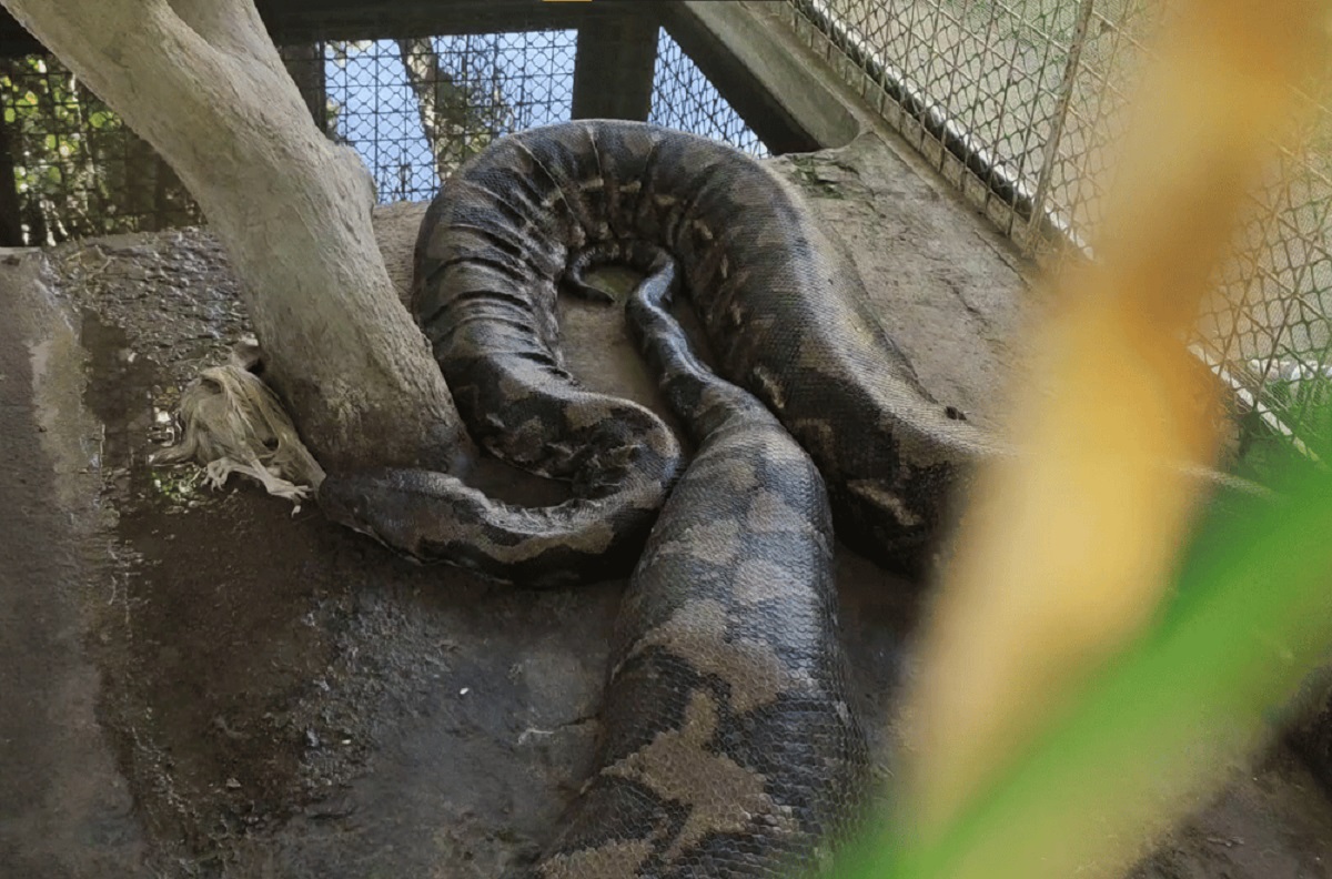 Probe on after cat allegedly fed to snake at Masbate zoo