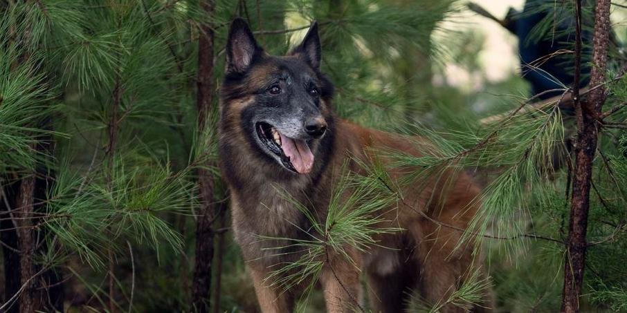 'The Walking Dead' dog Seven dies