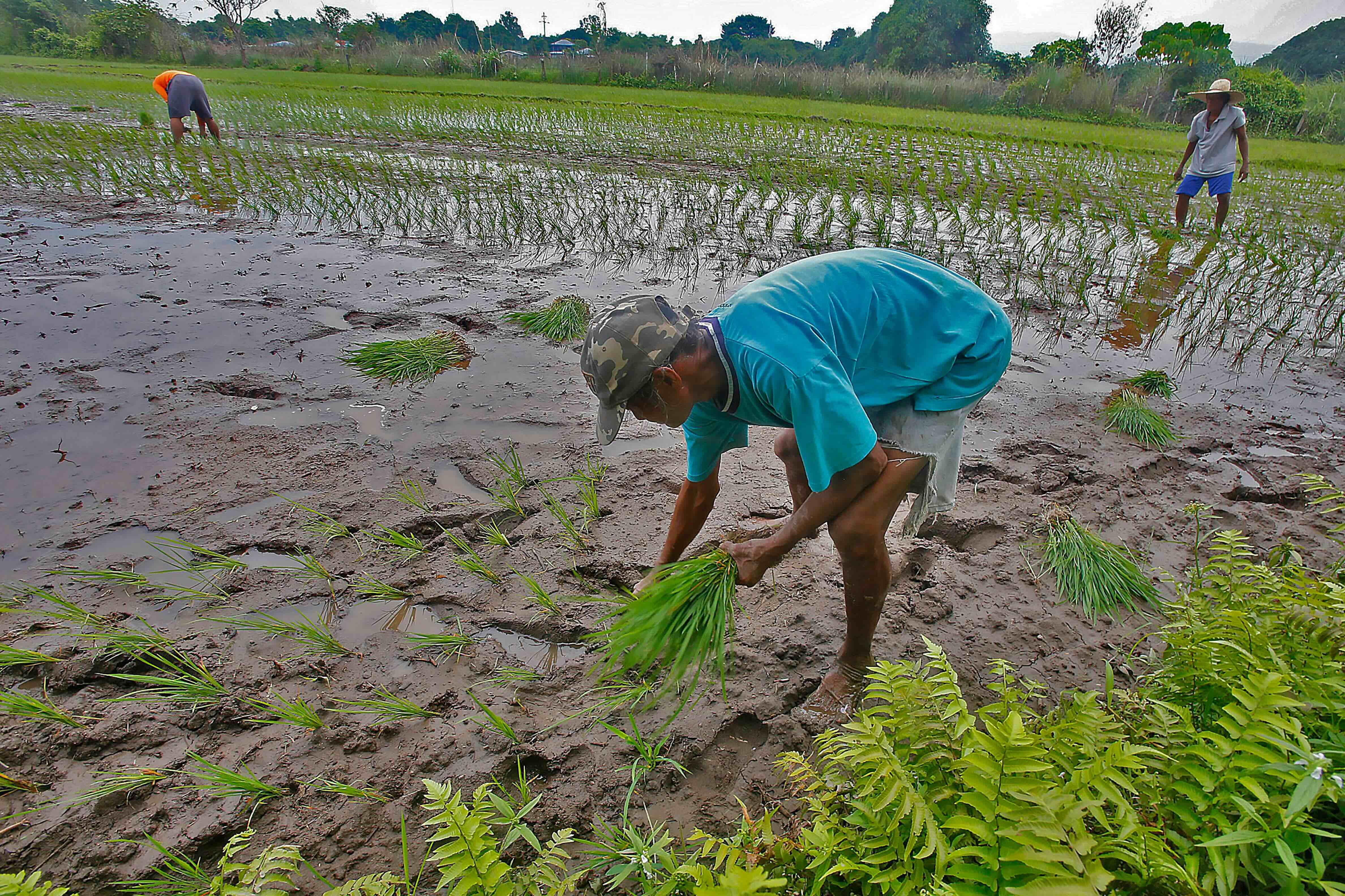 Agriculture chief Tiu Laurel cites challenges towards PH food security