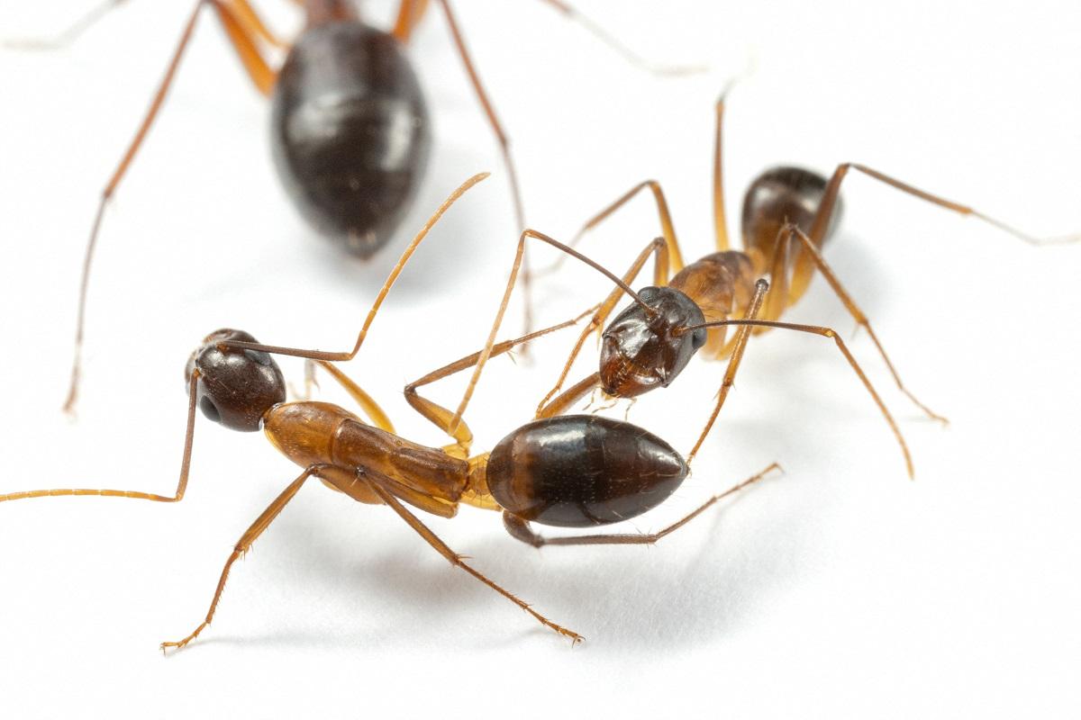Ants perform limb amputations on injured comrades to save their lives ...