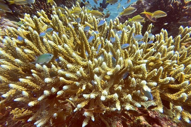 UK scientists bred heat-tolerant corals 