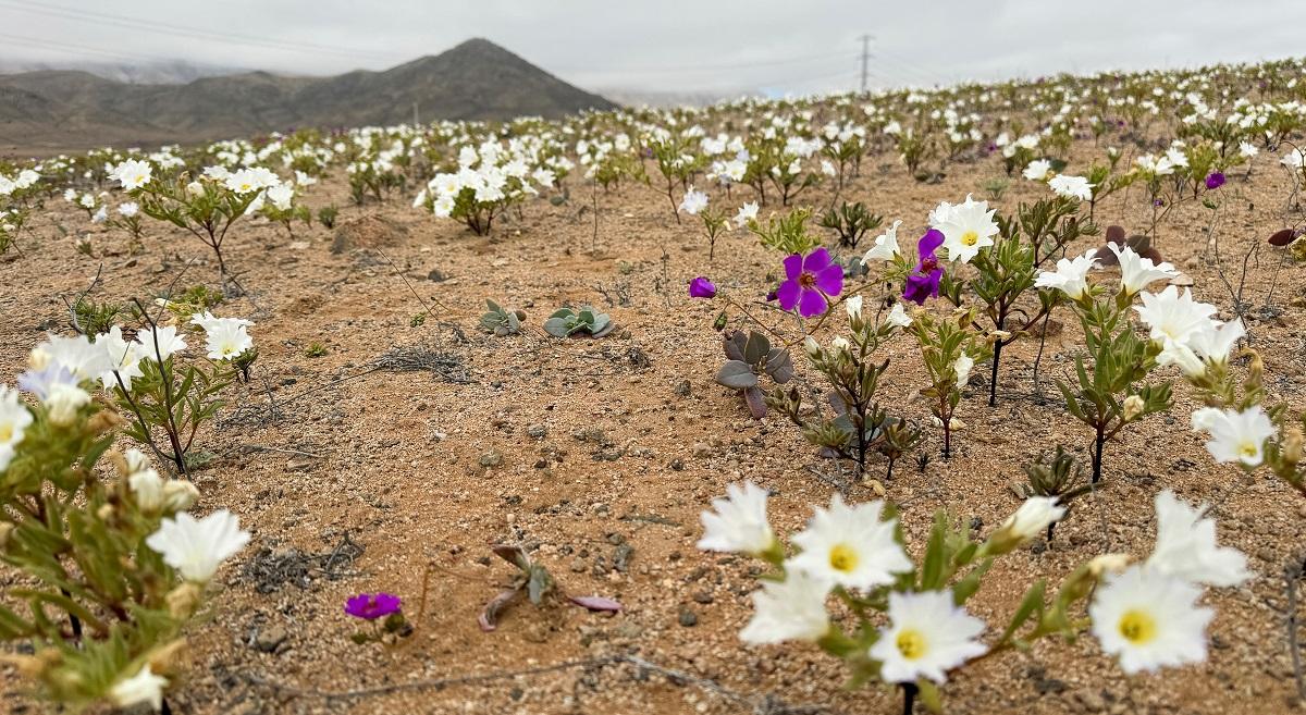 Chile’s Atacama Desert surprises with rare winter bloom