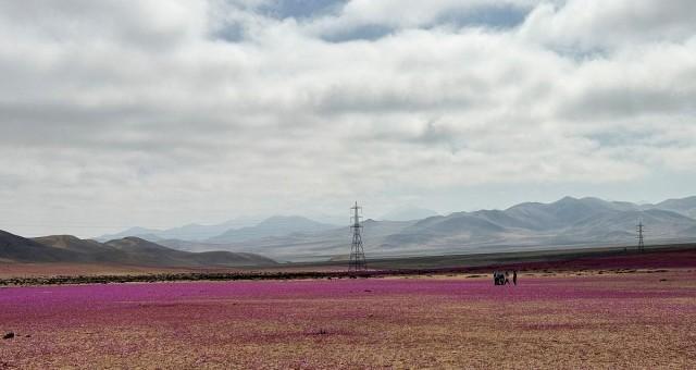 A drone view shows an area of the Atacama desert blooms during a natural phenomenon known as Desierto Florido (flowering desert), which fills the driest desert in the world with flowers and plants, near Copiapo, Atacama region, Chile, July 6, 2024. REUTERS/ Rodrigo Gutierrez 