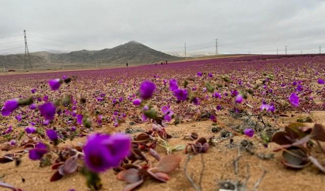 An area of the Atacama desert blooms during a natural phenomenon known as Desierto Florido (flowering desert), which fills the driest desert in the world with flowers and plants, near Copiapo, Atacama region, Chile, July 6, 2024. REUTERS/ Rodrigo Gutierrez