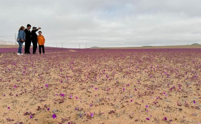 An area of the Atacama desert blooms during a natural phenomenon known as Desierto Florido (flowering desert), which fills the driest desert in the world with flowers and plants, near Copiapo, Atacama region, Chile, July 6, 2024. REUTERS/ Rodrigo Gutierrez