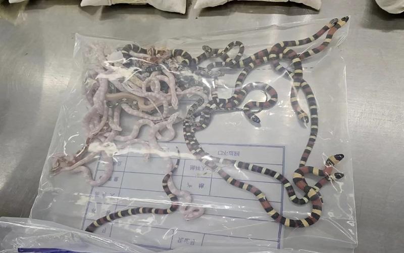 Man in China caught smuggling 100 live snakes in his trousers