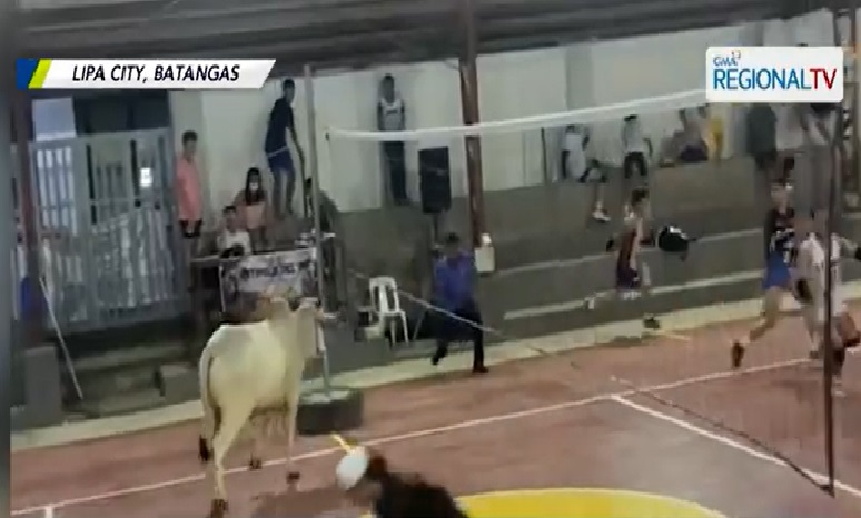 Malaking baka, biglang umeksena sa volleyball game sa Lipa City, Batangas thumbnail