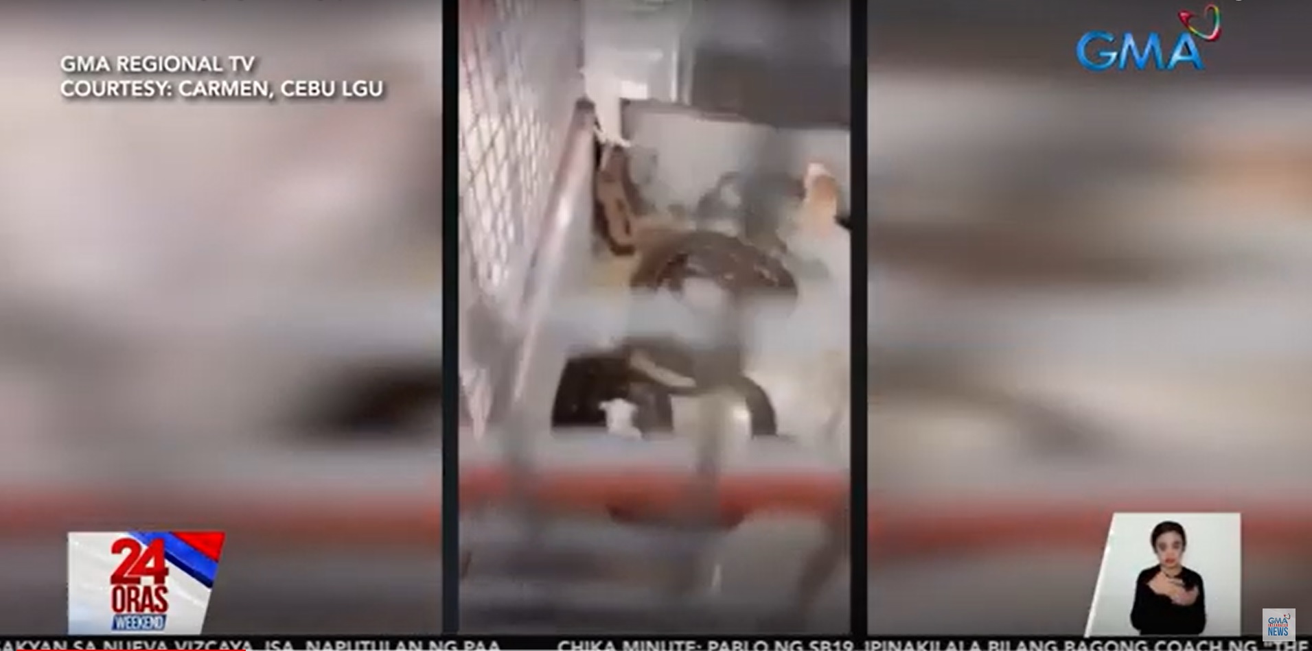 Puppies allegedly fed to snake, monitor lizard in Cebu | GMA News Online