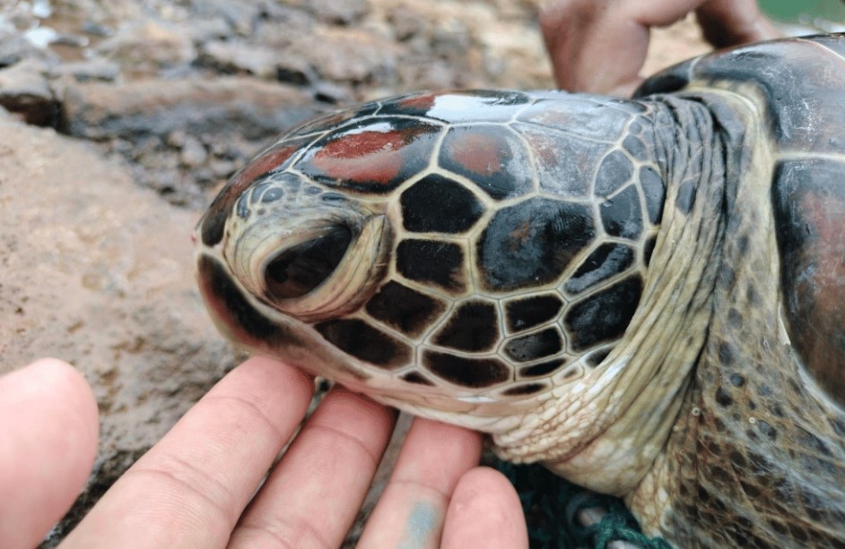 Green sea turtle trapped in Sorsogon fishpen gets rescued