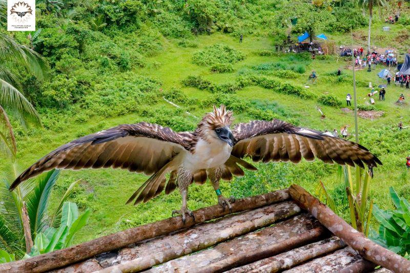 Majestic but critically endangered Philippine Eagle