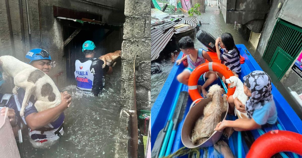 Pets rescued in Manila amid heavy rain, floods thumbnail