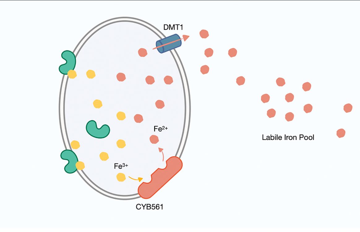 UP scientists identify key protein in aggressive prostate cancer 