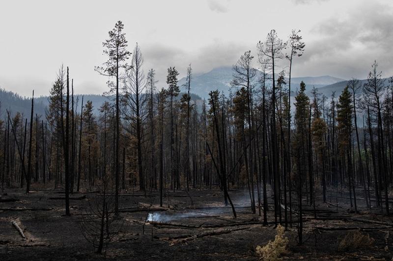 Wildfires caused major CO2 emissions last year — annual study