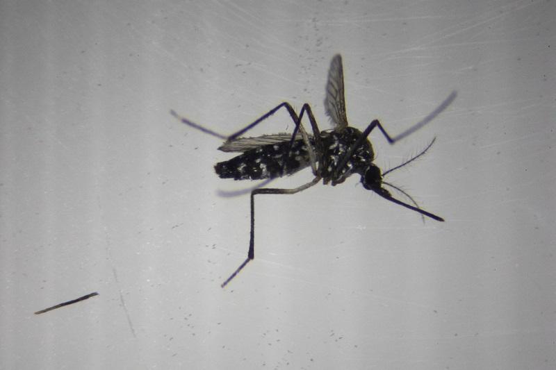 New Hampshire documents year's first US human death from equine encephalitis thumbnail
