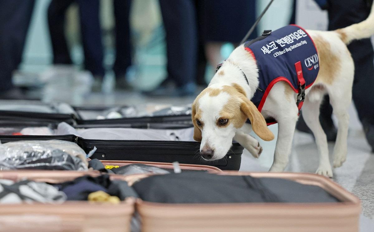 South Korea deploys sniffer dog to screen for bedbugs after Paris Games