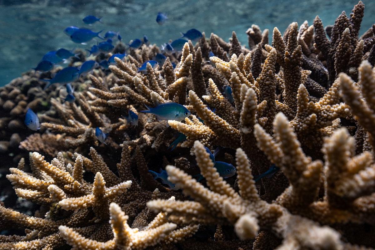 Ten years ago the reef was struggling: Plagued by over-fishing and hit more frequently by damaging storms, a decision was made by the community to re-introduce a rahui over a 768-hectare area south of the village, banning fishing and other activities. REUTERS/ Carlos Barria 