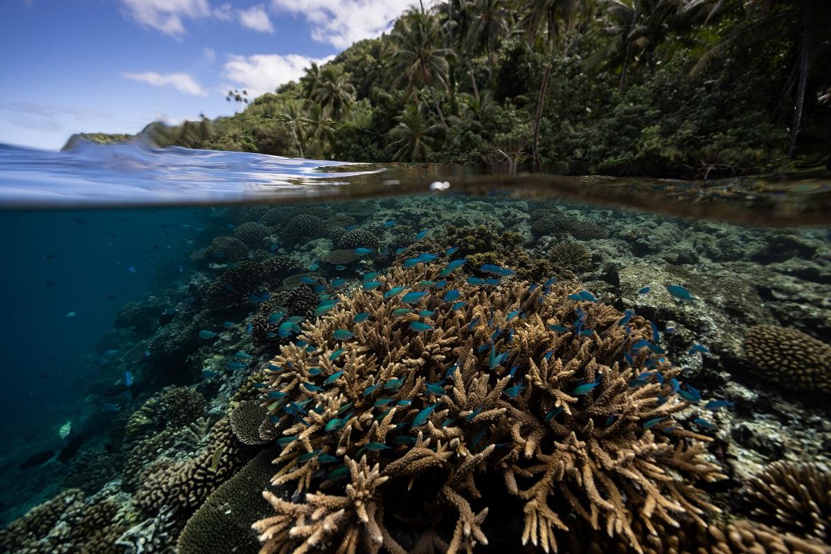 Fish swim at a coral reef inside a 'Rahui' or restricted area in Teahupo'o, Tahiti, French Polynesia, August 4, 2024. REUTERS/ Carlos Barria 