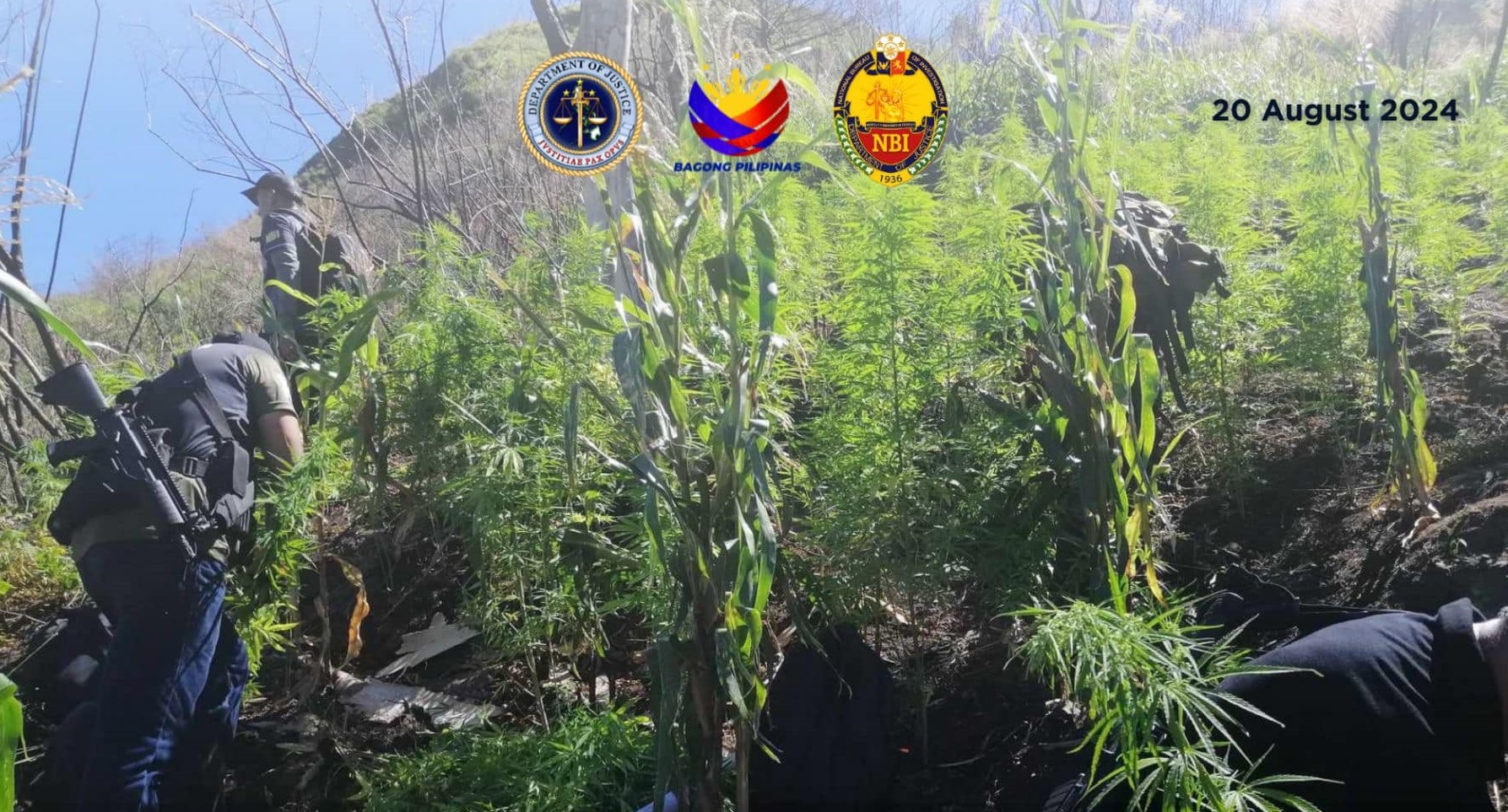 NBI, PDEA seize P15.4 million in marijuana in Kalinga