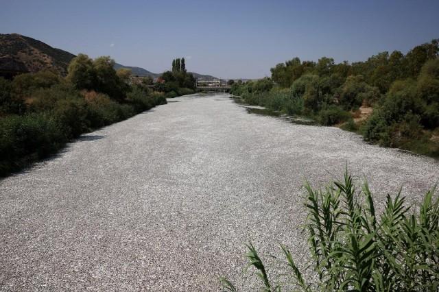 Tonnes of dead fish lie washed up in a stream near the port of Volos, Greece, August 28, 2024. REUTERS/ Alexandros Avramidis 