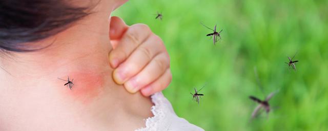 Knocking down the carriers of dengue