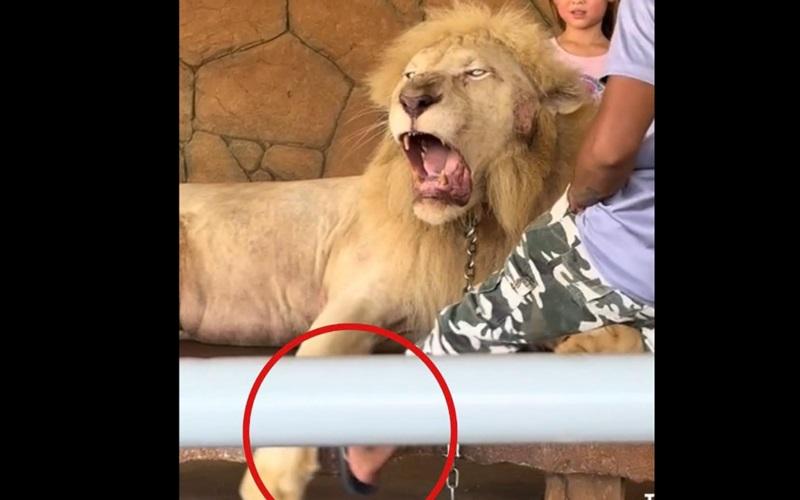 Alleged mistreatment of lion at zoo in Vigan, Ilocos Sur condemned