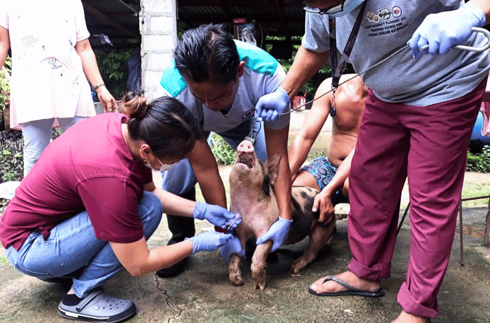 The DA will be setting up several livestock checkpoints across Luzon following the rapid spread of African Swine Fever in Batangas.