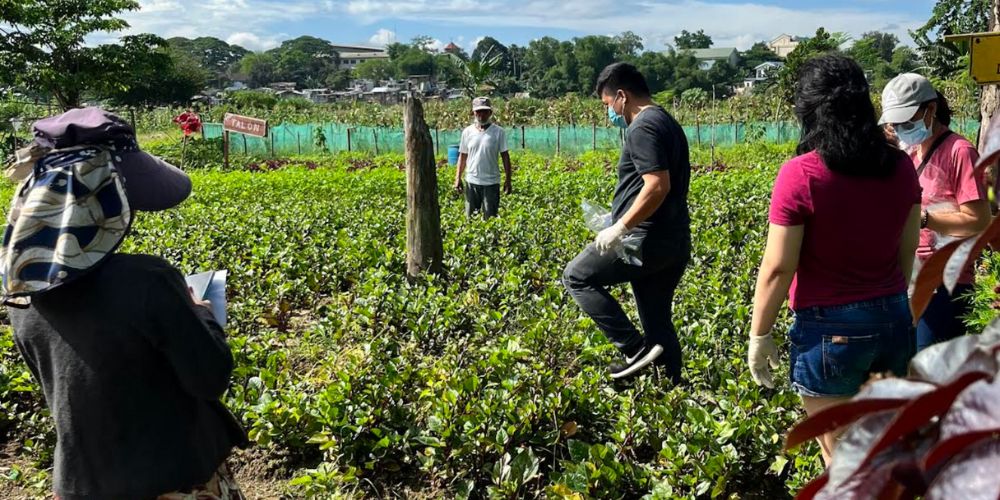 UP researchers detect high E.coli presence in urban farm vegetables 