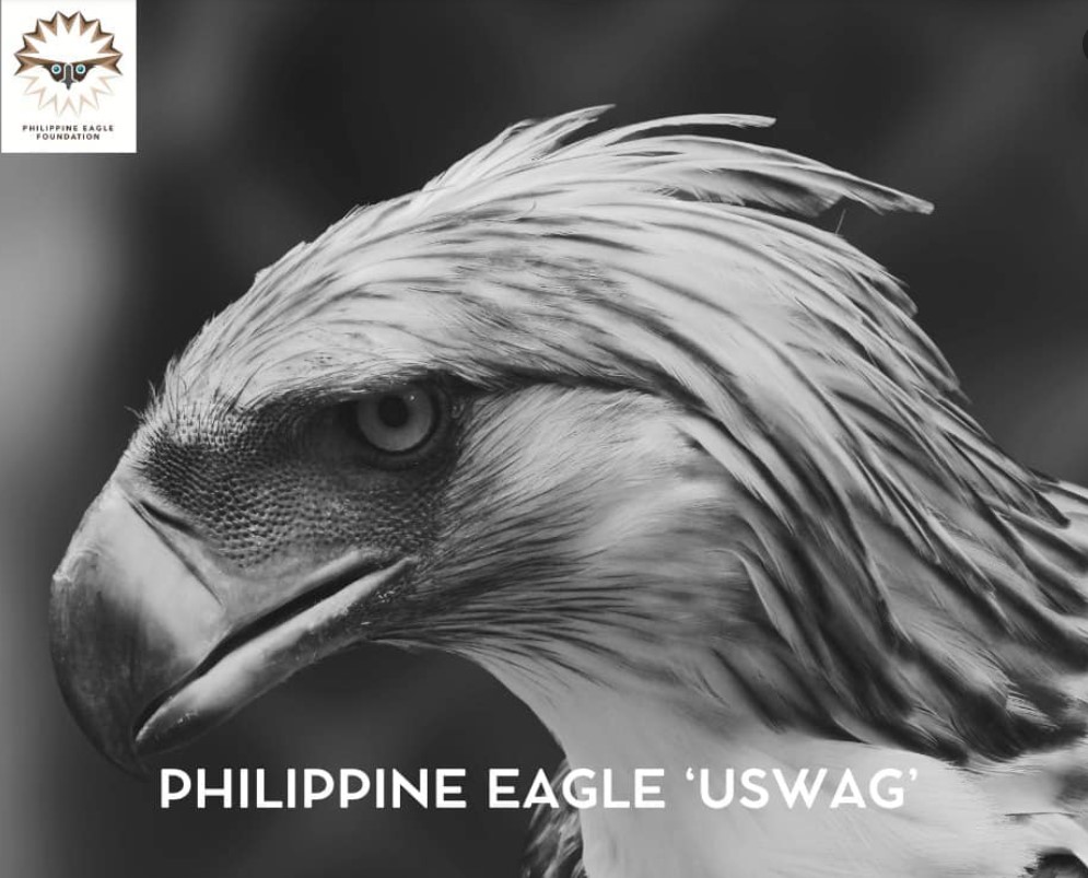 Philippine eagle 'Uswag' found dead in waters off Cebu | GMA News Online