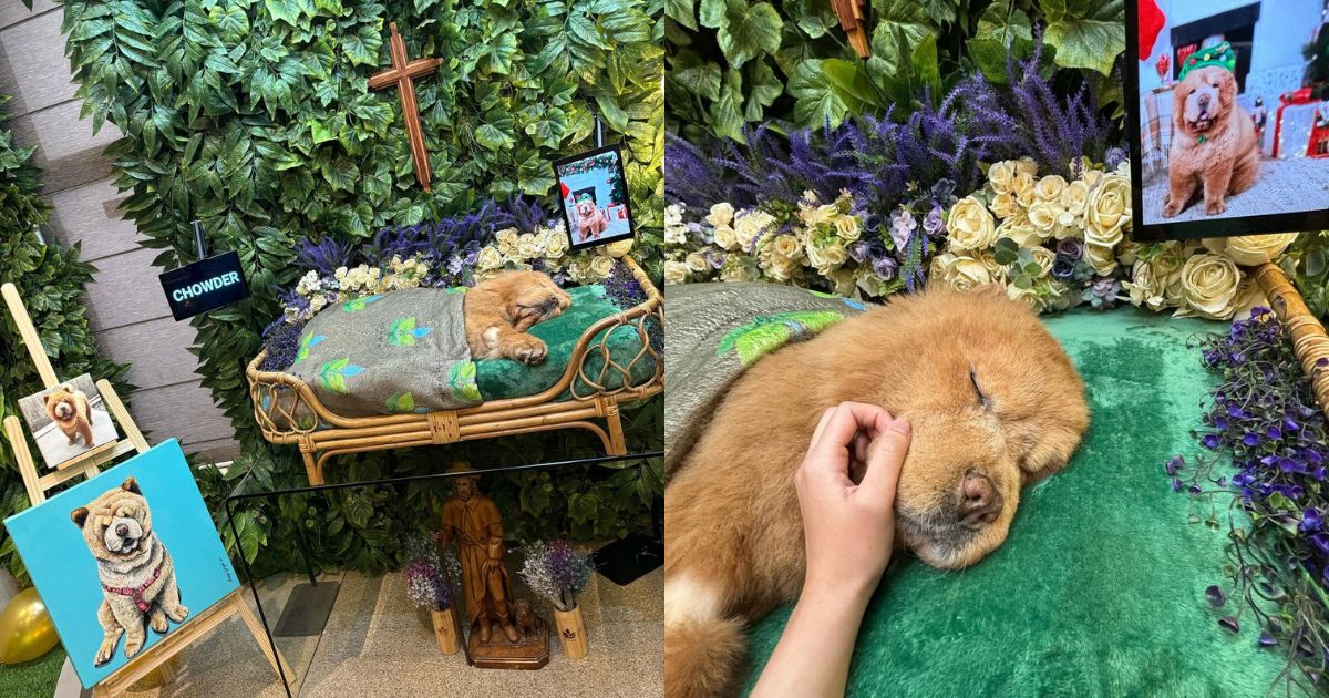 Chowder, internet-famous chow chow dog, dies 2 days before his birthday