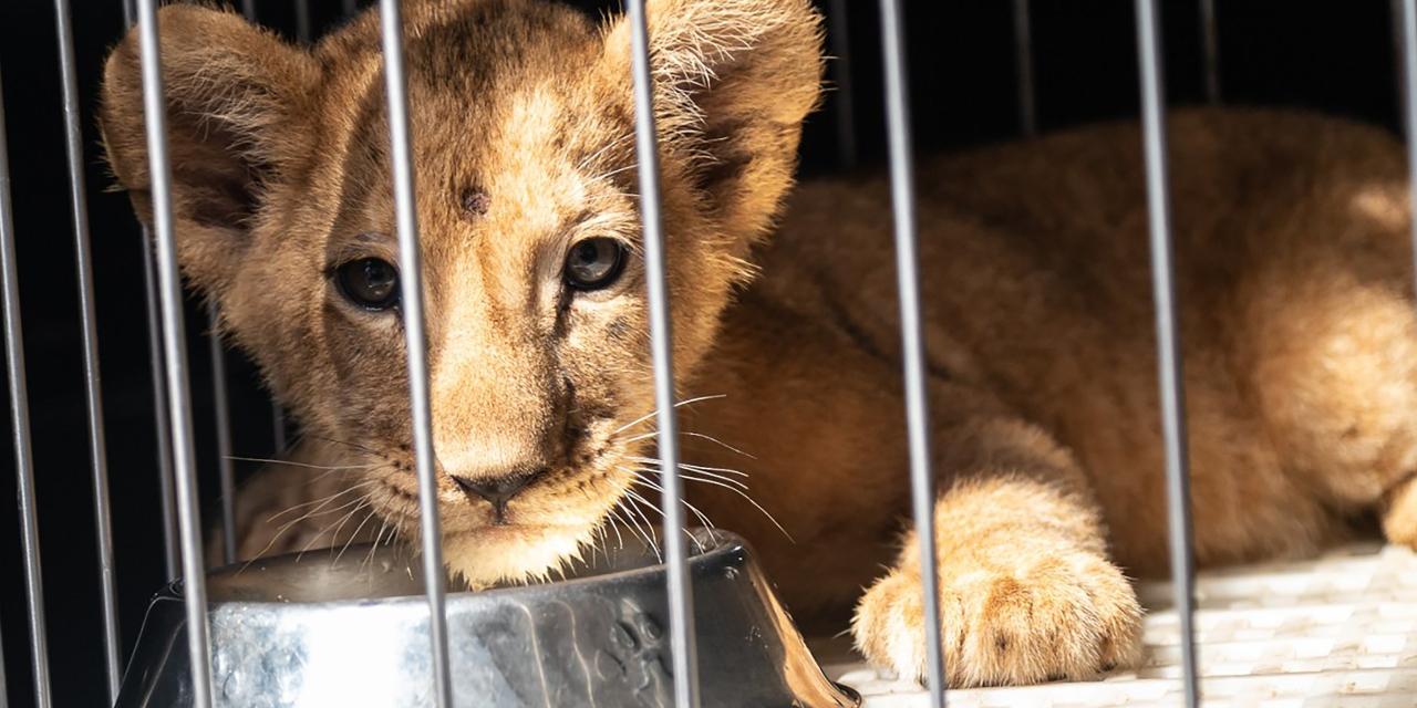 PETA condemns Manila Zoo for ‘imprisoning’ new baby lion Isla