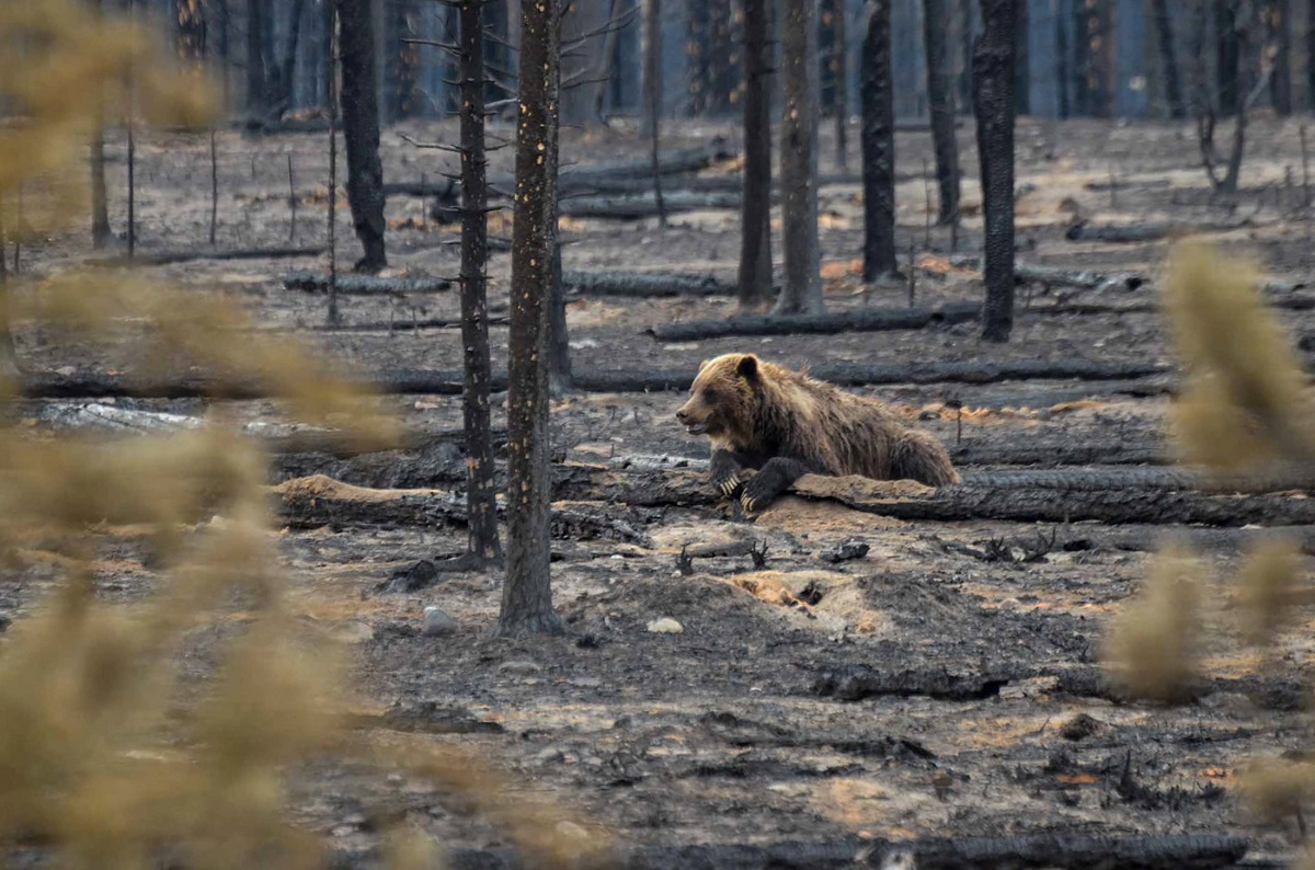 Pinay recalls ordeal as wildfire hits Canada's tourist town