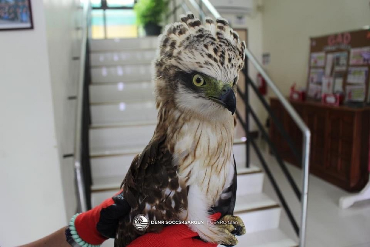 Philippine serpent eagle rescued in Sarangani