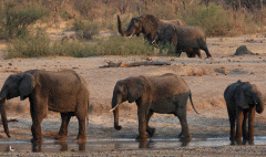 Zimbabwe to cull 200 elephants to feed people left hungry by drought thumbnail